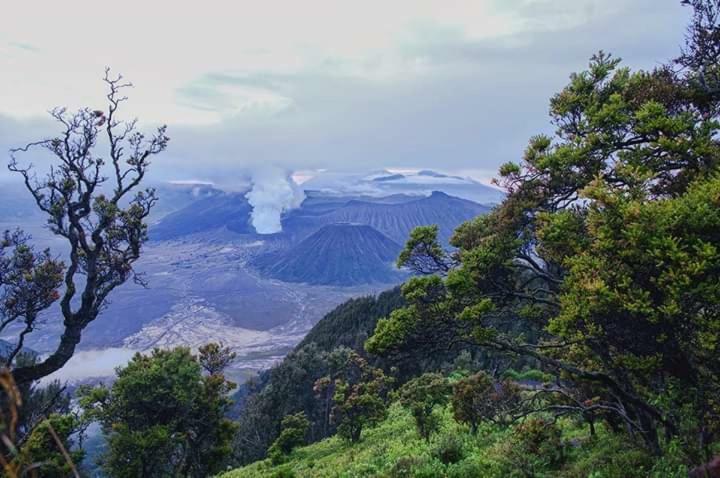 Ijen Mansjestic B&B Tamansuruh Екстериор снимка